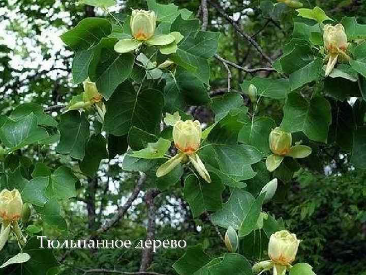 Тюльпанное дерево 