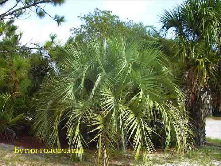 Бутия головчатая 