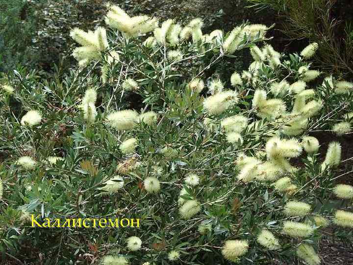 Каллистемон 