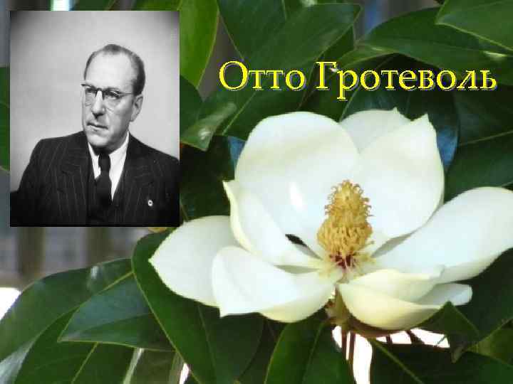 Отто Гротеволь 