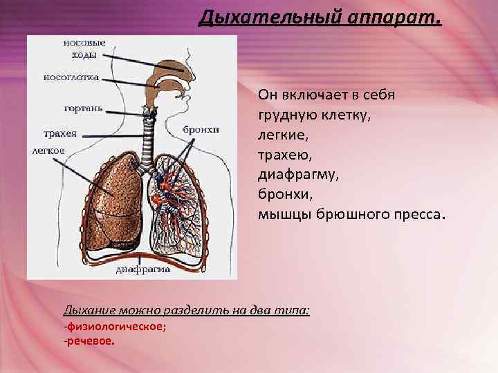 Функции периферического отдела органа слуха карта памяти