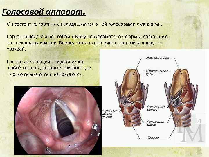 Голосовой аппарат. Он состоит из гортани с находящимися в ней голосовыми складками. Гортань представляет