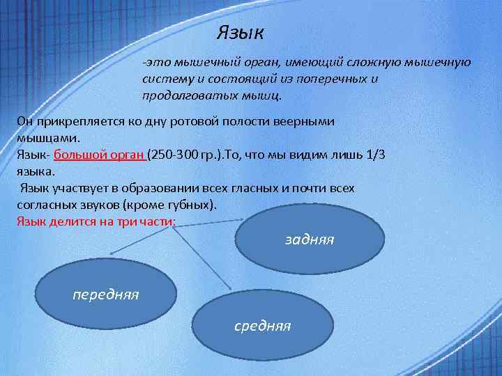 Язык -это мышечный орган, имеющий сложную мышечную систему и состоящий из поперечных и продолговатых