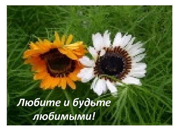 Любите и будьте любимыми! 