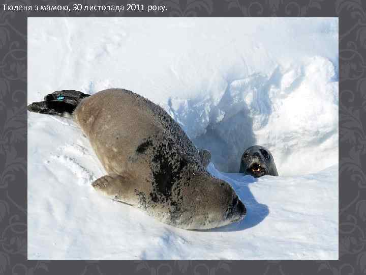 Тюленя з мамою, 30 листопада 2011 року. 