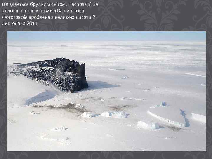 Це здається брудним снігом. Насправді це колонії пінгвінів на мисі Вашингтона. Фотографія зроблена з