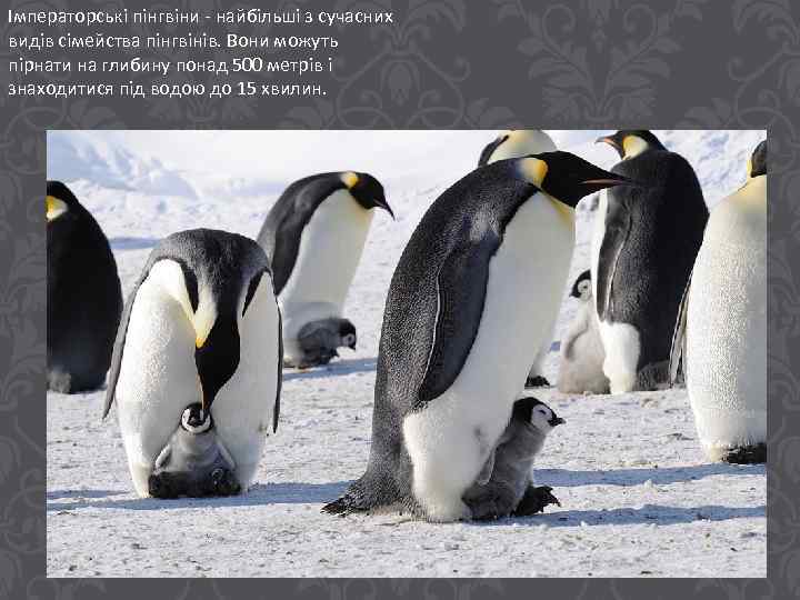Імператорські пінгвіни - найбільші з сучасних видів сімейства пінгвінів. Вони можуть пірнати на глибину