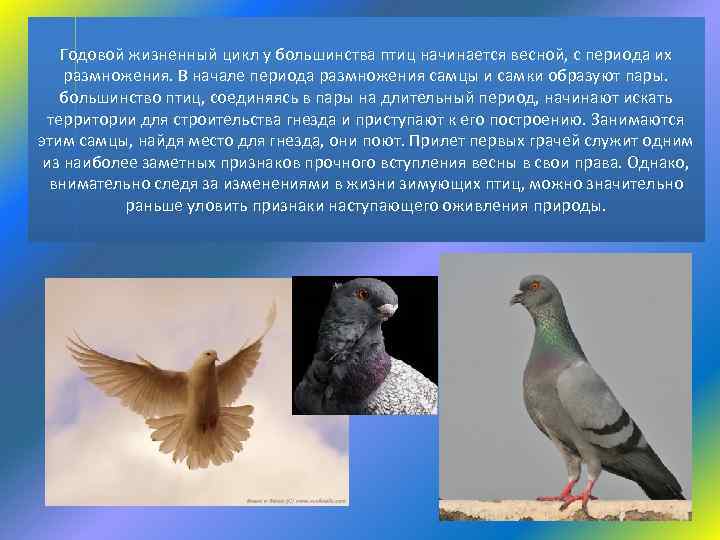 Сезонные явления птиц 7 класс. Сезонные изменения птиц. Сезонные явления птиц. Весенние явления в жизни птиц. Сезонные изменения в жизни животных и птиц.