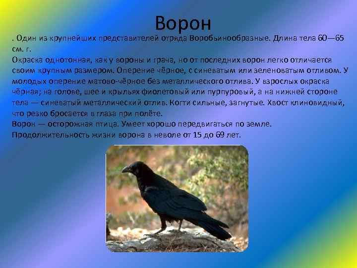 Ворон . Один из крупнейших представителей отряда Воробьинообразные. Длина тела 60— 65 см. г.