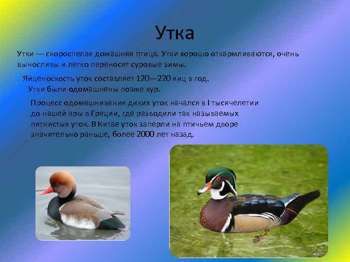 Описание утки