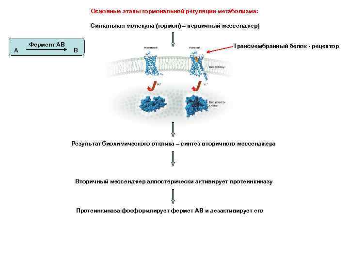 Основные этапы гормональной регуляции метаболизма: Сигнальная молекула (гормон) – первичный мессенджер) А Фермент АВ