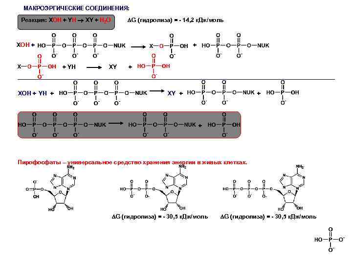 МАКРОЭРГИЧЕСКИЕ СОЕДИНЕНИЯ: G (гидролиза) = - 14, 2 к. Дж/моль Реакция: ХОН + YH
