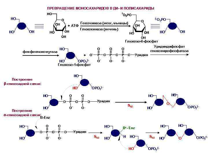 Полисахарид в мышцах и печени. Синтез полисахаридов. Биосинтез полисахаридов. Взаимопревращение моносахаридов реакции. Гексокиназа это биохимия.