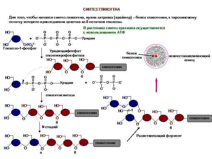 Синтез гликогена биохимия презентация