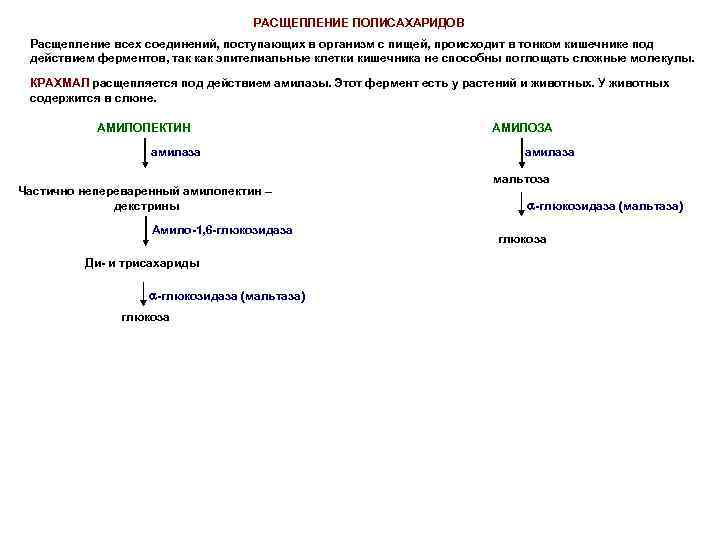 РАСЩЕПЛЕНИЕ ПОЛИСАХАРИДОВ Расщепление всех соединений, поступающих в организм с пищей, происходит в тонком кишечнике