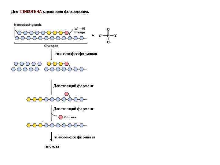Для ГЛИКОГЕНА характерен фосфоролиз. + гликогенфосфорилаза Деветвящий фермент гликогенфосфорилаза глюкоза 