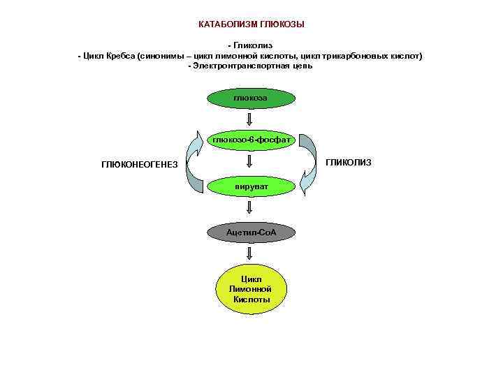 КАТАБОЛИЗМ ГЛЮКОЗЫ - Гликолиз - Цикл Кребса (синонимы – цикл лимонной кислоты, цикл трикарбоновых