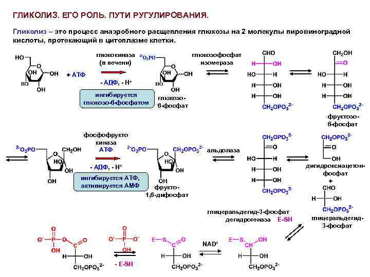 Гликолиз схема процесса