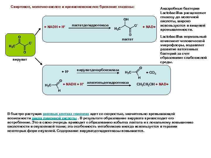 Спиртовое, молочно-кислое и пропионовокислое брожение глюкозы: + NADH + H+ лактатдегидрогеназа + NAD+ Lactobacillus