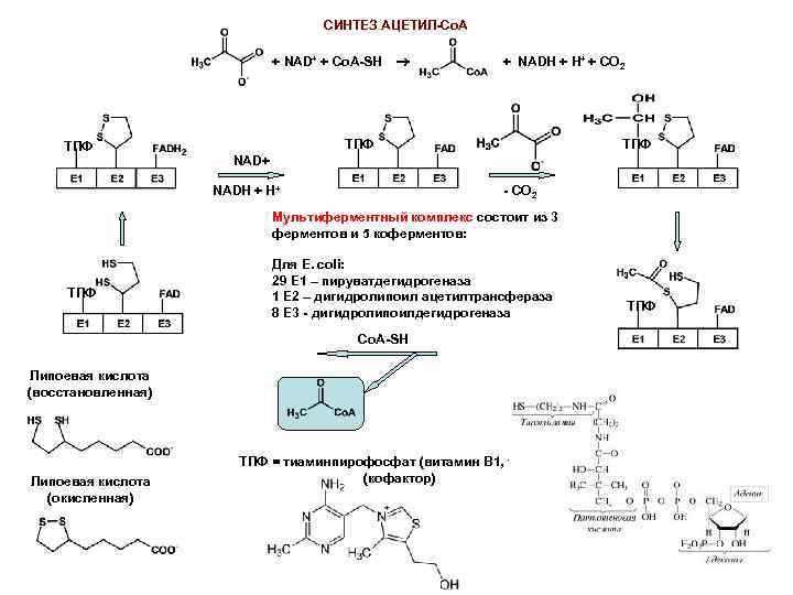 СИНТЕЗ АЦЕТИЛ-Сo. A + NAD+ + Co. A-SH + NADH + H+ + CO