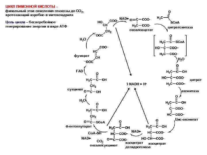 Конечные продукты окисления органических веществ. Биосинтез лимонной кислоты. Механизм биосинтеза лимонной кислоты. Синтез лимонной кислоты в цикле Кребса. Биосинтез лимонной кислоты из Глюкозы.