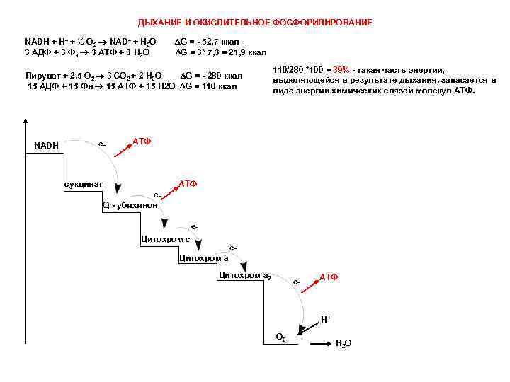 ДЫХАНИЕ И ОКИСЛИТЕЛЬНОЕ ФОСФОРИЛИРОВАНИЕ NADH + H+ + ½ О 2 NAD+ + H
