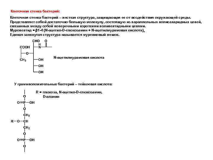 Клеточная стенка бактерий: Клеточная стенка бактерий – жесткая структура, защищающая ее от воздействия окружающей