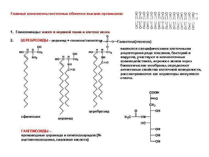 Главные компоненты клеточных оболочек высших организмов: 1. Гликолипиды: много в нервной ткани и клетках