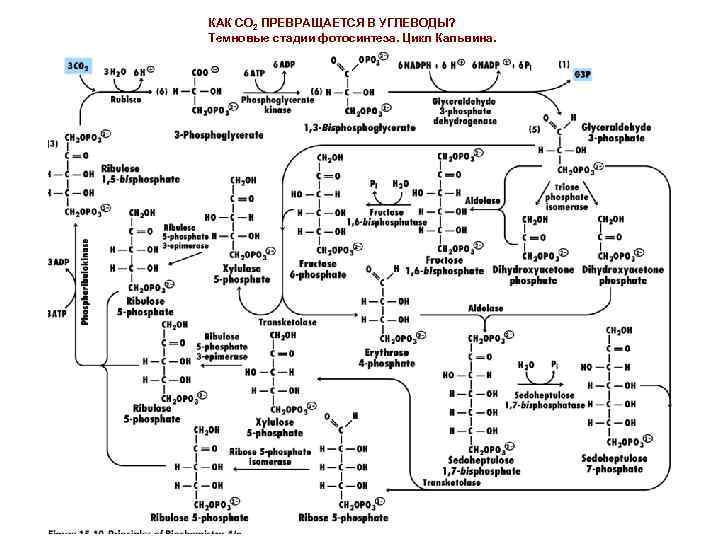 КАК СО 2 ПРЕВРАЩАЕТСЯ В УГЛЕВОДЫ? Темновые стадии фотосинтеза. Цикл Кальвина. 