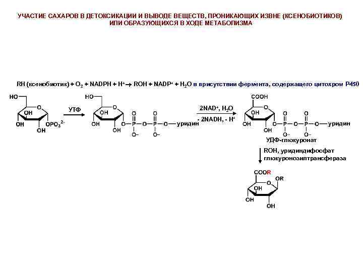 УЧАСТИЕ САХАРОВ В ДЕТОКСИКАЦИИ И ВЫВОДЕ ВЕЩЕСТВ, ПРОНИКАЮЩИХ ИЗВНЕ (КСЕНОБИОТИКОВ) ИЛИ ОБРАЗУЮЩИХСЯ В ХОДЕ