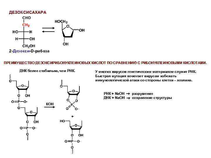 ДЕЗОКСИСАХАРА 2 -Дезокси-D-рибоза ПРЕИМУЩЕСТВО ДЕЗОКСИРИБОНУКЛЕИНОВЫХ КИСЛОТ ПО СРАВНЕНИЮ С РИБОНУКЛЕИНОВЫМИ КИСЛОТАМИ. ДНК более стабильна,