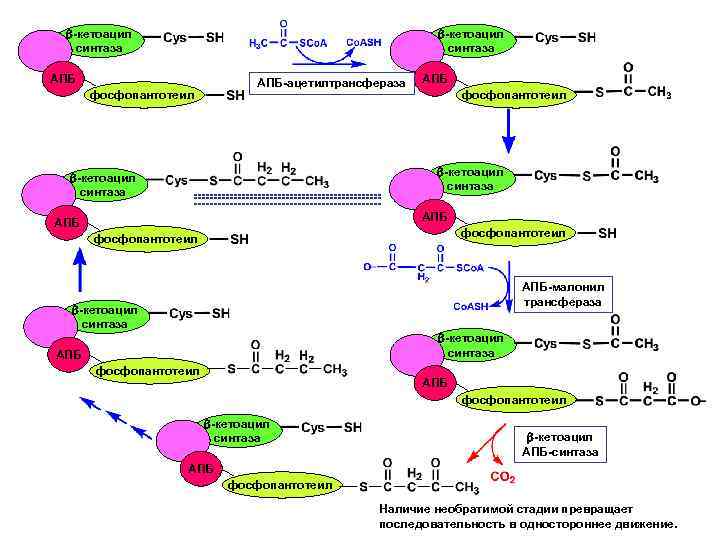  -кетоацил синтаза АПБ АПБ-ацетилтрансфераза фосфопантотеил -кетоацил синтаза ---------------------------------------------------------------------- АПБ фосфопантотеил -кетоацил синтаза АПБ