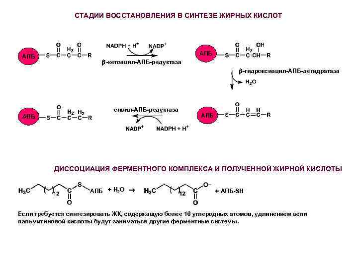 СТАДИИ ВОССТАНОВЛЕНИЯ В СИНТЕЗЕ ЖИРНЫХ КИСЛОТ АПБ -кетоацил-АПБ-редуктаза -гидроксиацил-АПБ-дегидратаза еноил-АПБ-редуктаза АПБ ДИССОЦИАЦИЯ ФЕРМЕНТНОГО КОМПЛЕКСА