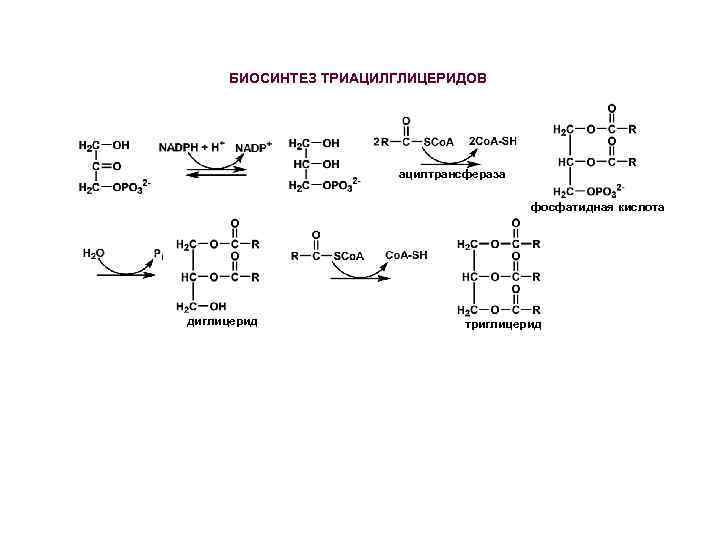 Синтез жиров в кишечнике. Синтез триацилглицеролов из фосфатидной кислоты. Схема синтеза триглицеридов. Синтез триацилглицеринов биохимия. Синтез триацилглицеринов и фосфолипидов.