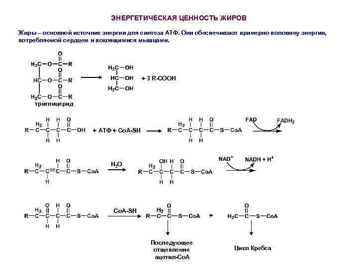 ЭНЕРГЕТИЧЕСКАЯ ЦЕННОСТЬ ЖИРОВ Жиры – основной источник энергии для синтеза АТФ. Они обеспечивают примерно