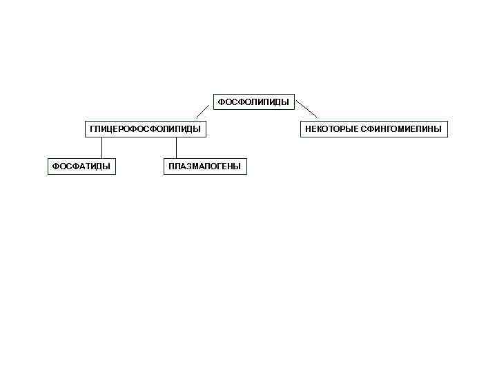 ФОСФОЛИПИДЫ ГЛИЦЕРОФОСФОЛИПИДЫ ФОСФАТИДЫ ПЛАЗМАЛОГЕНЫ НЕКОТОРЫЕ СФИНГОМИЕЛИНЫ 