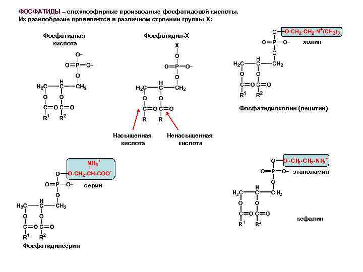 Схема образования фосфатидной кислоты содержащей остатки арахиновой и олеиновой кислот