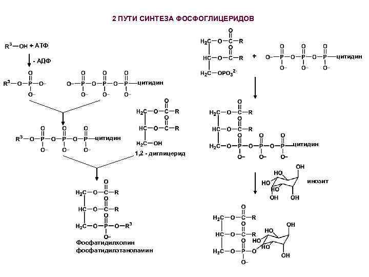 Схема образования фосфатидилхолина