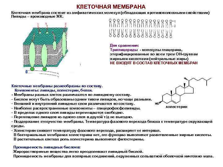 КЛЕТОЧНАЯ МЕМБРАНА Клеточная мембрана состоит из амфипатических молекул (обладающих противоположными свойствами) Липиды – производные