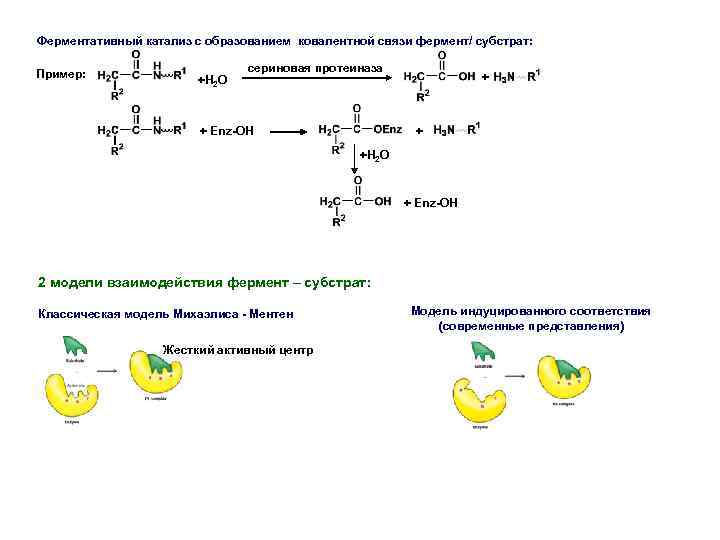Ферментативный катализ с образованием ковалентной связи фермент/ субстрат: Пример: +H 2 O сериновая протеиназа