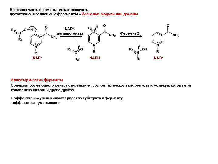 Белковая часть фермента может включать достаточно независимые фрагменты – белковые модули или домены NAD+дегидрогеназа