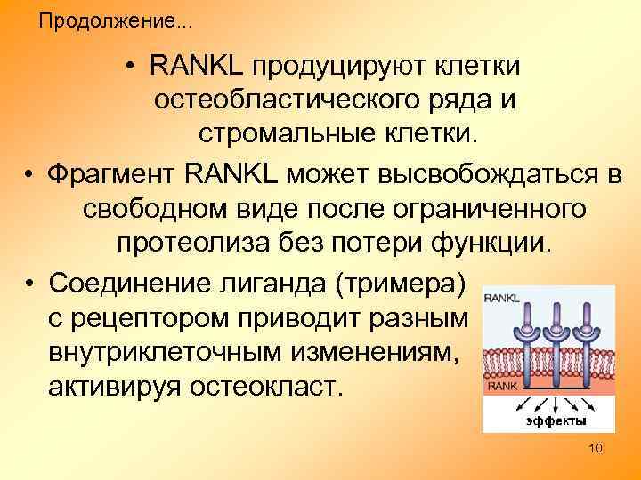 Продолжение. . . • RANKL продуцируют клетки остеобластического ряда и стромальные клетки. • Фрагмент