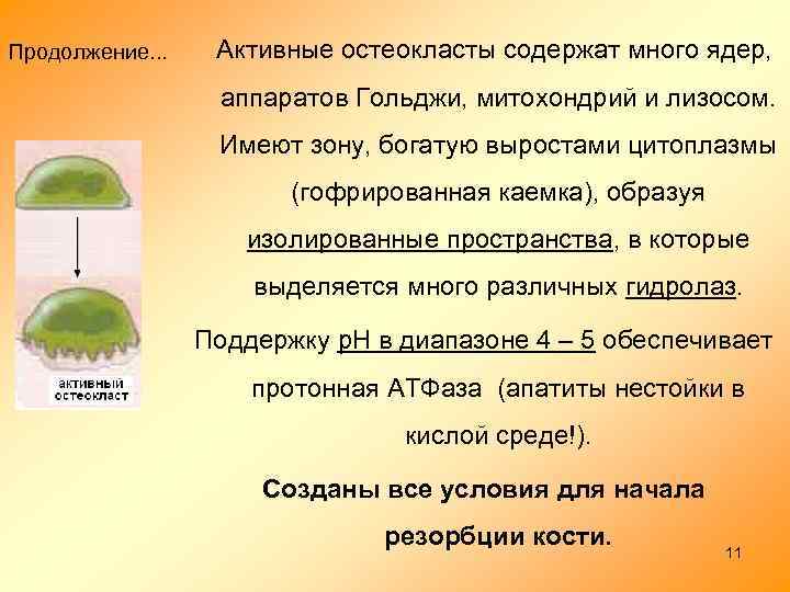 Продолжение. . . Активные остеокласты содержат много ядер, аппаратов Гольджи, митохондрий и лизосом. Имеют