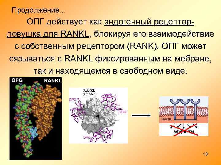 Продолжение. . . ОПГ действует как эндогенный рецепторловушка для RANKL, блокируя его взаимодействие с