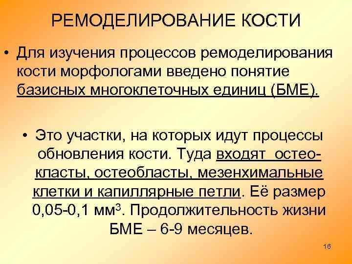 РЕМОДЕЛИРОВАНИЕ КОСТИ • Для изучения процессов ремоделирования кости морфологами введено понятие базисных многоклеточных единиц