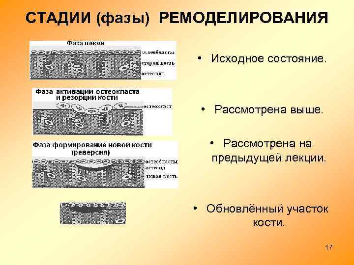 СТАДИИ (фазы) РЕМОДЕЛИРОВАНИЯ • Исходное состояние. • Рассмотрена выше. • Рассмотрена на предыдущей лекции.