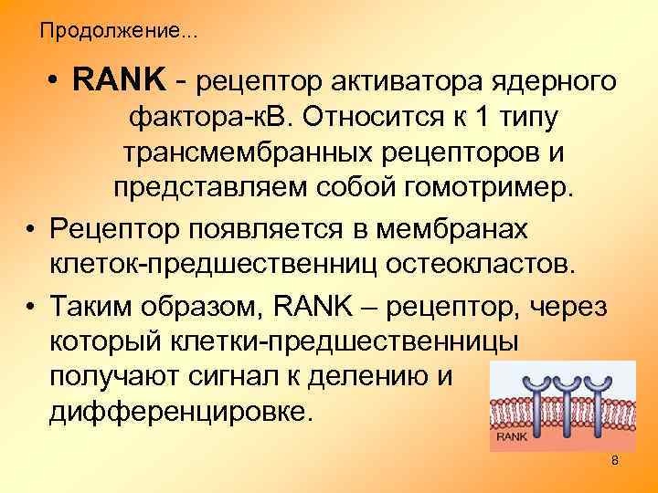 Продолжение. . . • RANK - рецептор активатора ядерного фактора-к. В. Относится к 1
