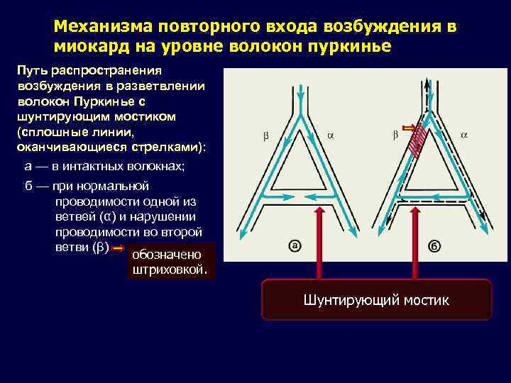 Схема распространения возбуждения по миокарду