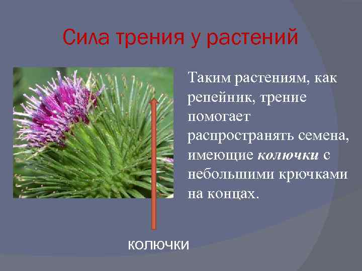 Сила трения у растений Таким растениям, как репейник, трение помогает распространять семена, имеющие колючки