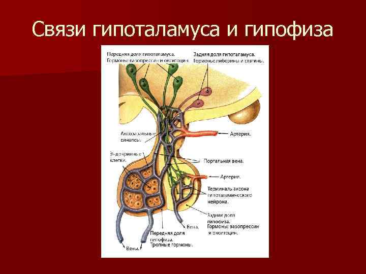 Связи гипоталамуса и гипофиза 